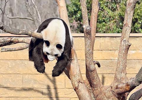 INCREDIBIL! Cât este de INTELIGENTĂ! Ce a făcut o URSOAICĂ PANDA pentru a primi mai MULTĂ MÂNCARE