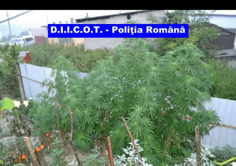 Bărbat reţinut de procurori pentru trafic de droguri! Cultiva cannabis în grădina de legume