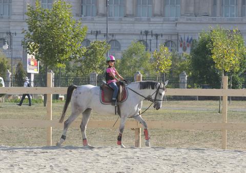 ŞASE CAI FRUMOŞI, pe lângă Palatul Parlamentului | FOTO EXCLUSIV