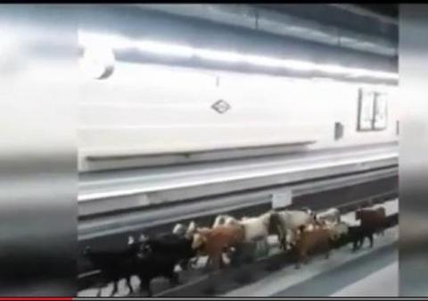 IMAGINI INCREDIBILE! O TURMĂ de CAPRE, pe ŞINE, la METROU | VIDEO