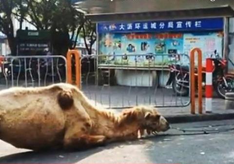 CUTREMURĂTOR! Ce fac CERŞETORII CHINEZI pentru a stârni MILA oamenilor | VIDEO