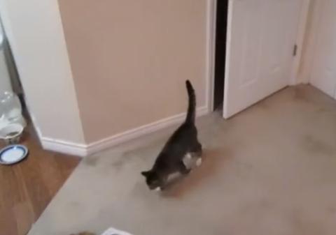 Pisica asta este de NEOPRIT, orice ar încerca stăpânul ei să facă