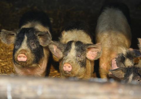 Mii de porci au ars de vii la Satu Mare