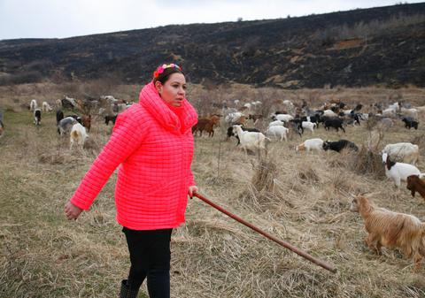 Oana Roman a ieșit cu caprele la păscut