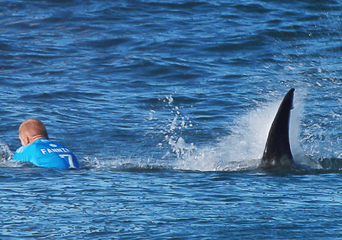 Un campion mondial la surf a fost atacat de un rechin | GALERIE FOTO & VIDEO