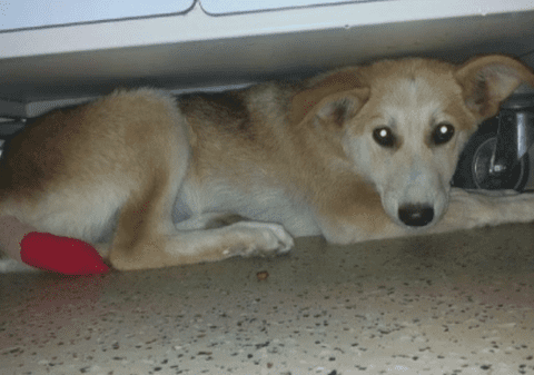 Tinerii care s-au filmat în timp ce chinuiau un câine s-au ales cu dosar penal. Ce explicaţie au pentru gestul barbar