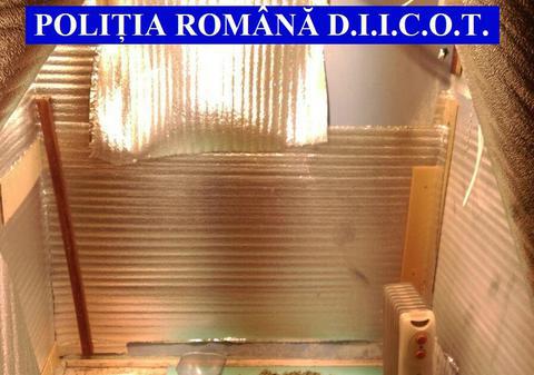 Și-au transformat casa în seră pentru cannabis