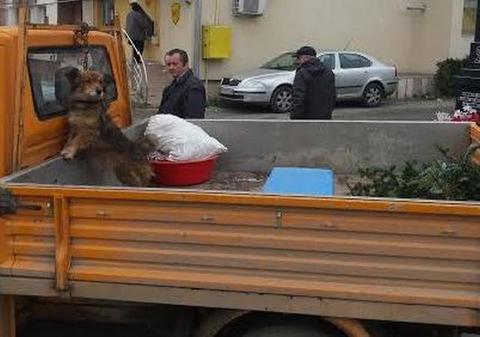 FĂRĂ SUFLET! Ce a putut să îi facă propriului câine un bistriţean!