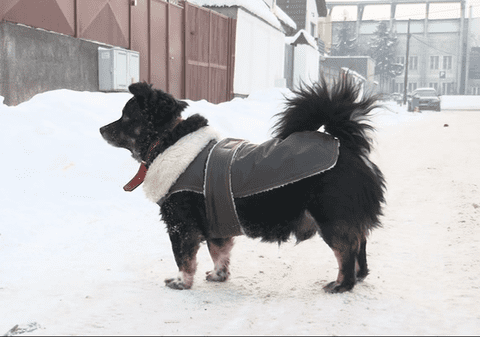 Poa’ să ningă, poa’ să plouă, cuțu are șubă nouă | Gerul crește veniturile pet-shopurilor