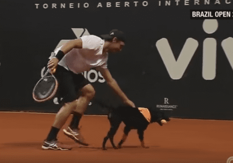 Nu e glumă: câinii de mingi reprezintă ultima inovație în tenisul mondial / VIDEO