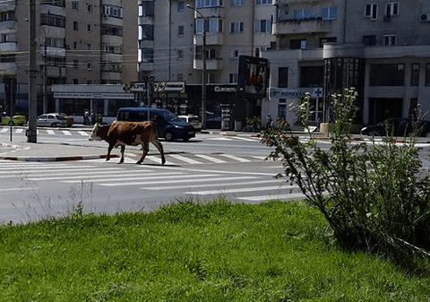 Se întâmplă în România! O văcuță traversează strada în oraș, pe la trecerea de pietoni
