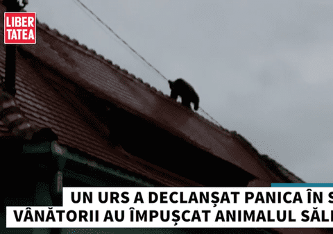 Urs împușcat la Sibiu, după ce a terorizat centrul orașului / VIDEO