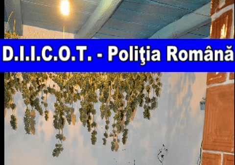 Marijuana, pusă la uscat lângă soba de teracotă. Descoperirea DIICOT în Iași