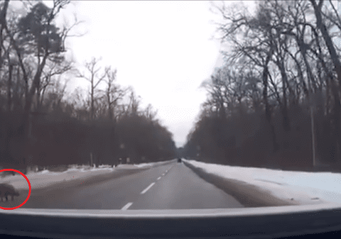 Zboară, porcule! Zboară! „Ghiță” și-a luat zborul din remorca unei mașini din Sibiu