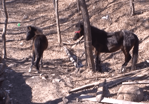 Un copil a murit după ce a fost târât zeci de metri de un cal