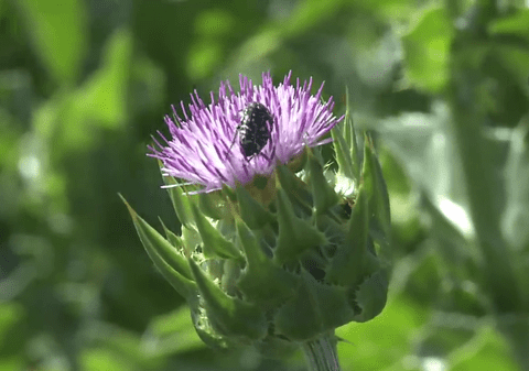 Te-ai fi gândit să cultivi scaieți, în loc de roșii sau castraveți? Ciulinii Bărăganului au îmbogățit un fermier din Ialomița