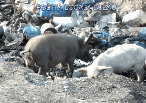 GALERIE FOTO| Descoperire macabră în Buzău. Un crescător de porci își hrănea animalele cu cadavre şi resturi animale