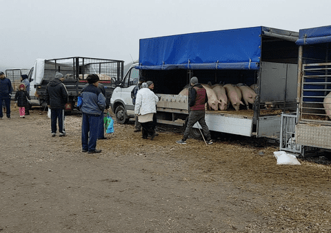 Europa ne taie porcii înainte de Ignat. Cel mai vechi târg de animale s-a închis