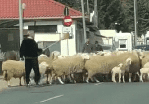 Gigi Becali și-a scos oile la plimbare și a blocat traficul în Pipera. Imagini uluitoare cu patronul de la FCSB | VIDEO