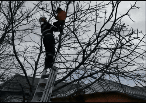 O fetiță de șase ani, salvată dintr-un copac înalt de către pompierii din Buzău