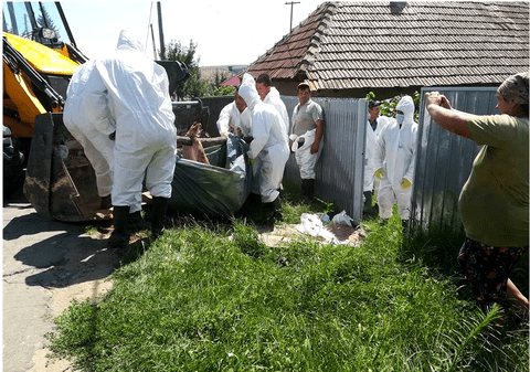 Focar de pestă porcină depistat în Bulgaria, aproape de granița cu România