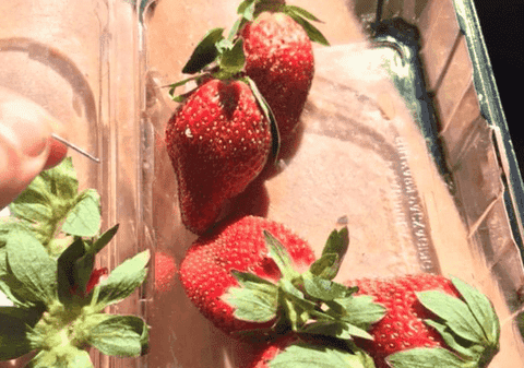 Ace de cusut în căpșunele vândute în supermarket. 100.000 de dolari recompensă pentru prinderea făptașului