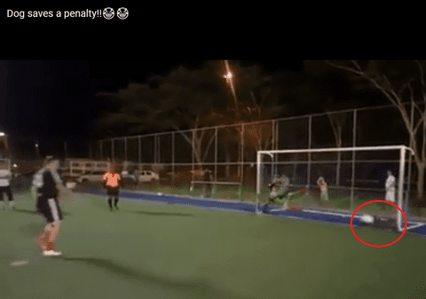 Cățelul care a apărat un penalty într-un meci de minifotbal din Brazilia! | VIDEO