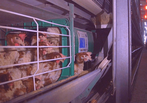 EXCLUSIV | Care sunt marile magazine care nu mai vând ouă marcate cu cifra 3, provenite de la găini crescute în cuști