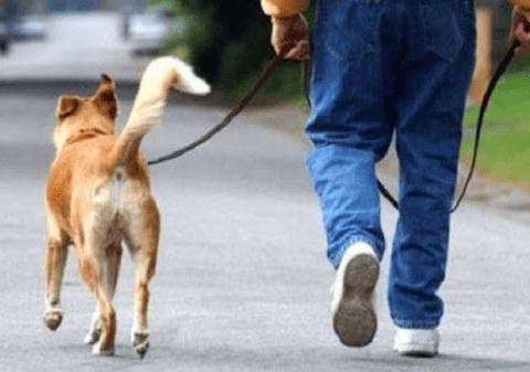 Un sucevean s-a întors din Italia cu câinele lui şi cu 30 de papagali. Bărbatul a fost trimis în carantină