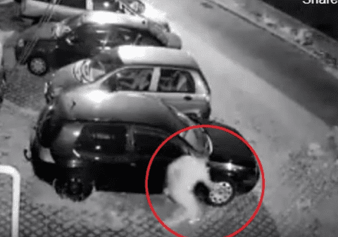 Video  | Furt în doar 20 de secunde în Ploiești. Hoțul este de negăsit