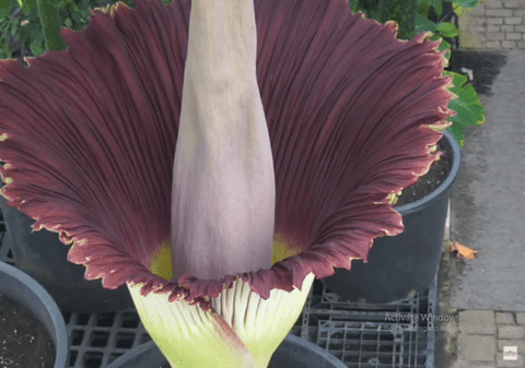 VIDEO | Un exemplar din “floarea-cadavru”, cea mai mare din lume, a înflorit în Belgia