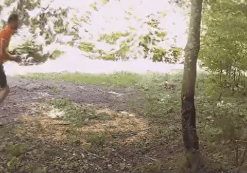 VIDEO| Imagini incredibile în Neamț. Un bărbat se hrănește cu mâncarea urșilor