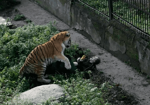 Cum s-au difuzat imagini false cu atacul ucigaș al unui tigru siberian asupra unei îngrijitoare de la Grădina Zoologică din Zürich