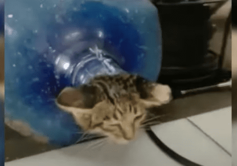 VIDEO | Pisică blocată într-un bidon, salvată de pompieri