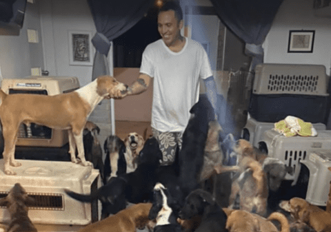 VIDEO | Arca lui Ricardo. Un bărbat din Mexic a adăpostit în casa sa 300 de câini și alte sute de animale, în timpul uraganului Delta