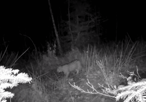 Încă mai avem râși în pădurile din România. Imagini rare, surprinse de un fotograf wildlife în Neamț. Ce spune Cristian Preutu