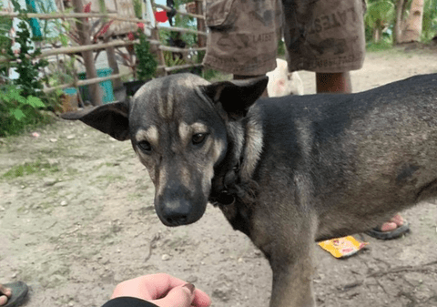 Un cățel a salvat un bebeluș abandonat într-un depozit de deșeuri din Filipine. Ce a făcut patrupedul