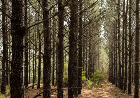 Ikea a cumpărat aproape 4.400 de hectare de pădure în Georgia, pentru a o proteja de exploatare