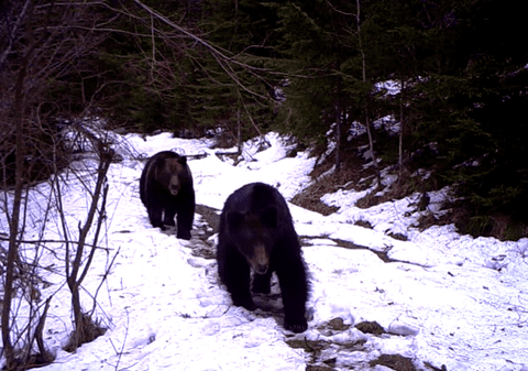 Un bărbat din Harghita a ajuns la spital după ce a fost atacat de urs. Atacurile urșilor, tot mai dese în județ