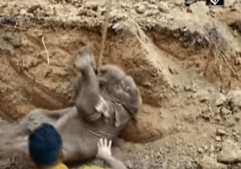 Un pui de elefant a fost salvat cu excavatorul din fântâna în care căzuse, în India