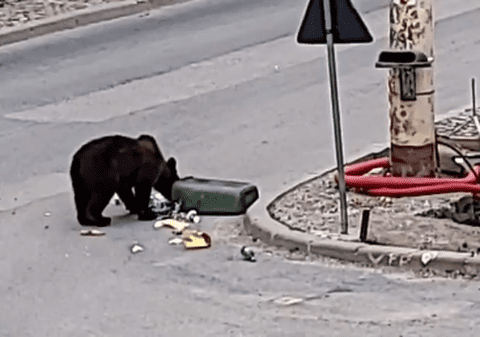 Urs filmat la Sinaia în timp ce rupe un coş de gunoi în căutare de hrană. Cum comentează primarul