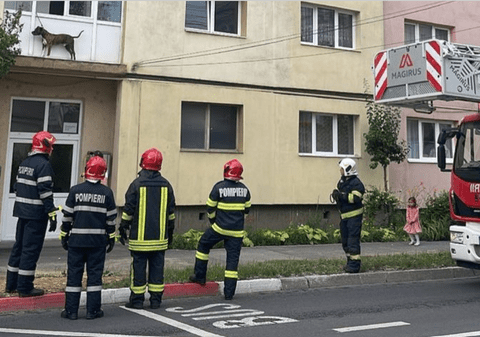 Un câine a rămas blocat în lesă în afara balconului, în Sibiu. Stăpânii nu erau acasă VIDEO