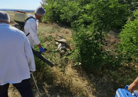 Mai mulţi porci, găsiţi morţi pe un câmp în județul Dolj. Măsurile luate de DSV
