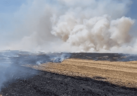 Incendiu puternic de vegetație lângă Timișoara. Ard 30 de hectare de mirişte