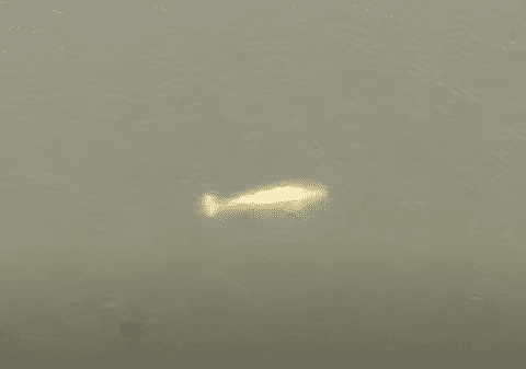 O belugă rătăcită în apele Senei, o „provocare” pentru Franța. Oficialii caută soluţii ca s-o salveze