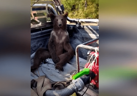 Pui de urs „drogat” cu miere de rododendron, luat cu furgoneta din pădure și dus la veterinar pentru tratament - VIDEO