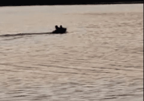 Urs surprins de un pescar cum traversează râul Olt, în județul Sibiu  | VIDEO