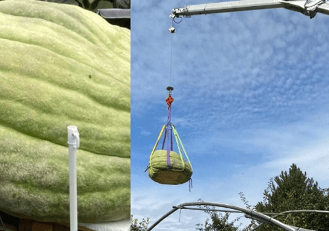 Un agricultor german și-a recoltat dovleacul de peste o jumătate de tonă cu macaraua