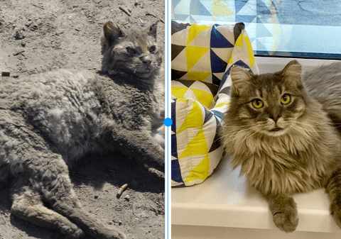 Phoenix, pisica având arsuri grave salvată din bombardamentele de lângă Kiev, s-a recuperat complet: „Are șapte vieți, ca Ucraina”