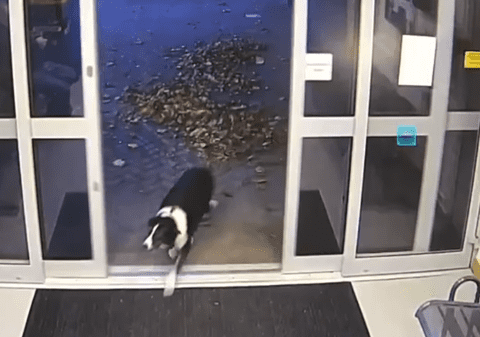 Un câine pierdut „s-a predat” într-o secție de poliție din Anglia